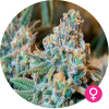 girl scout cookies feminized seed