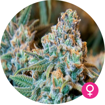 girl scout cookies feminized seed
