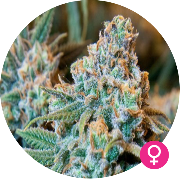 girl scout cookies feminized seed