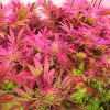 Girl Scout Cookies - Afbeelding 3