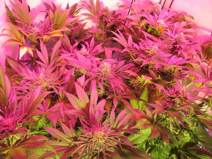 Girl Scout Cookies - Afbeelding 3
