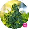 kali mist cannabis zaden