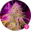og kush cannabis zaden
