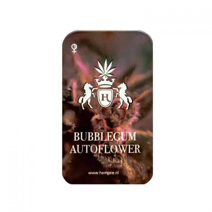 Bubblegum autoflower - Afbeelding 2