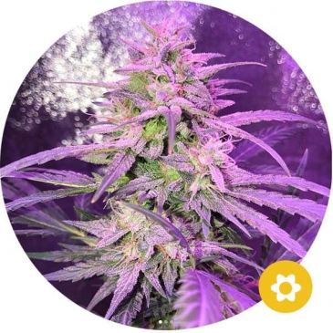 bubblegum autoflower cannabis zaden