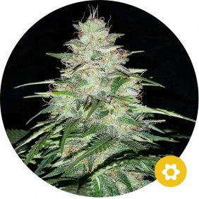 critical autoflower cannabis zaden