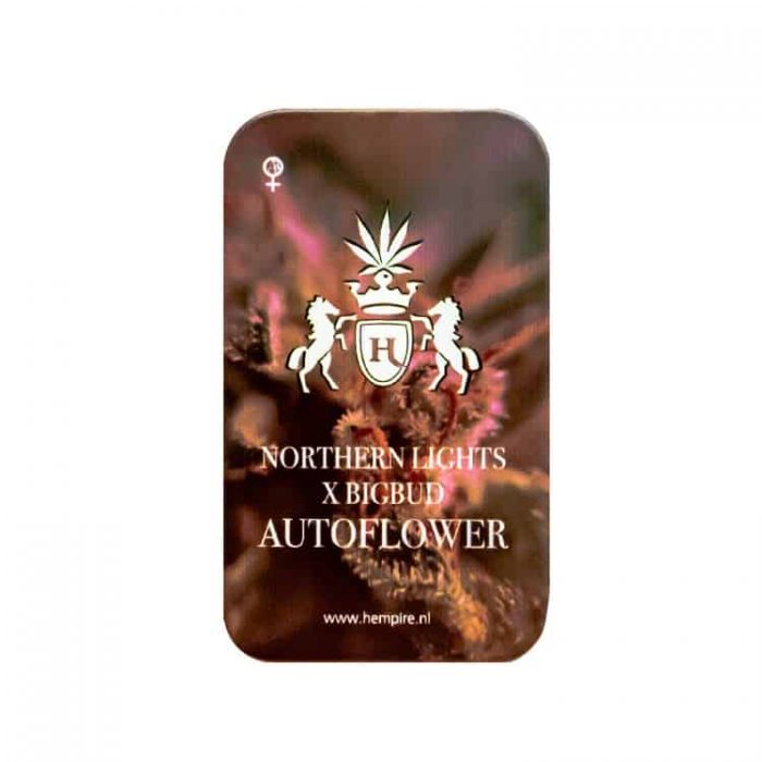 Northern Lights x BigBud autoflower - Afbeelding 2