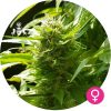 cbd white widow cannabis zaden