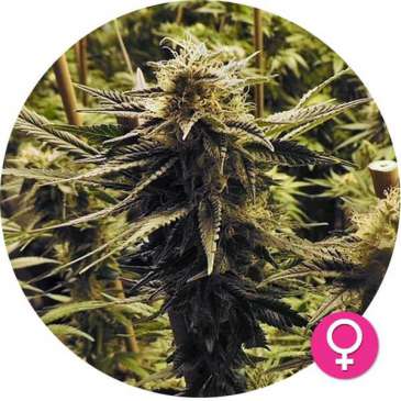 hempire-cannabis-zaden-Amnesia_Whitewidow_fem_v2-1