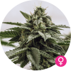 Super Silver Haze