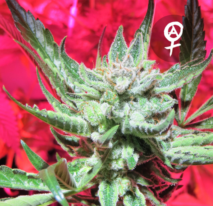 Blueberry x Amnesia